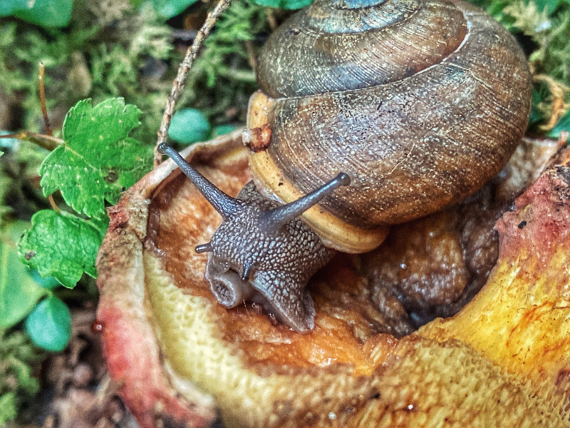 snail eating mushroom