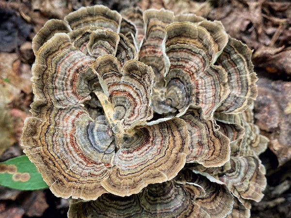 snail eating mushroom